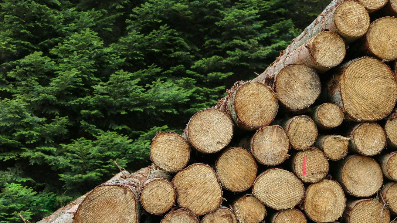 Dřevo jako strategická surovina Česka.